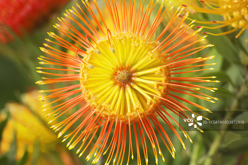 针垫花图片素材