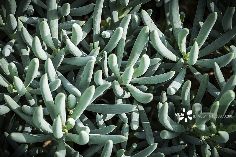 户外花园中的西班牙景天图片素材