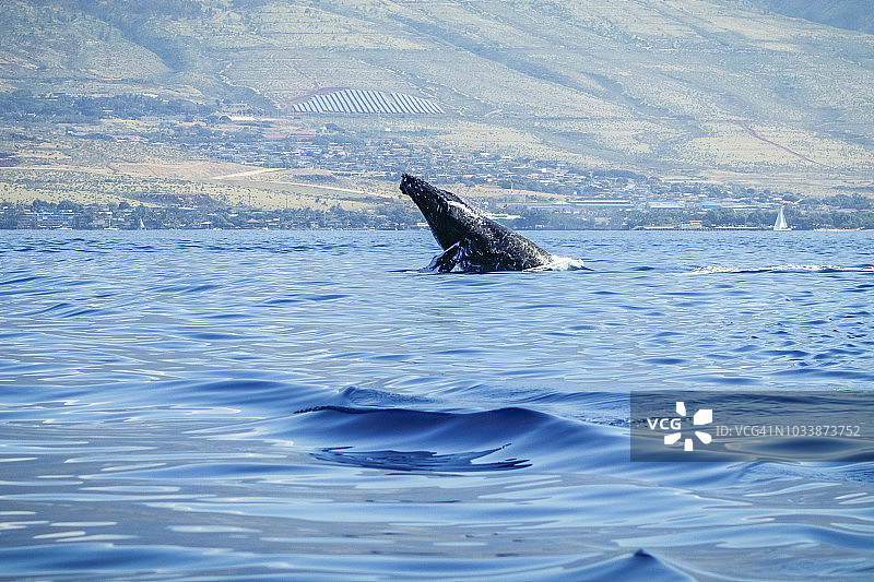 座头鲸：头部膨胀式弓身图片素材