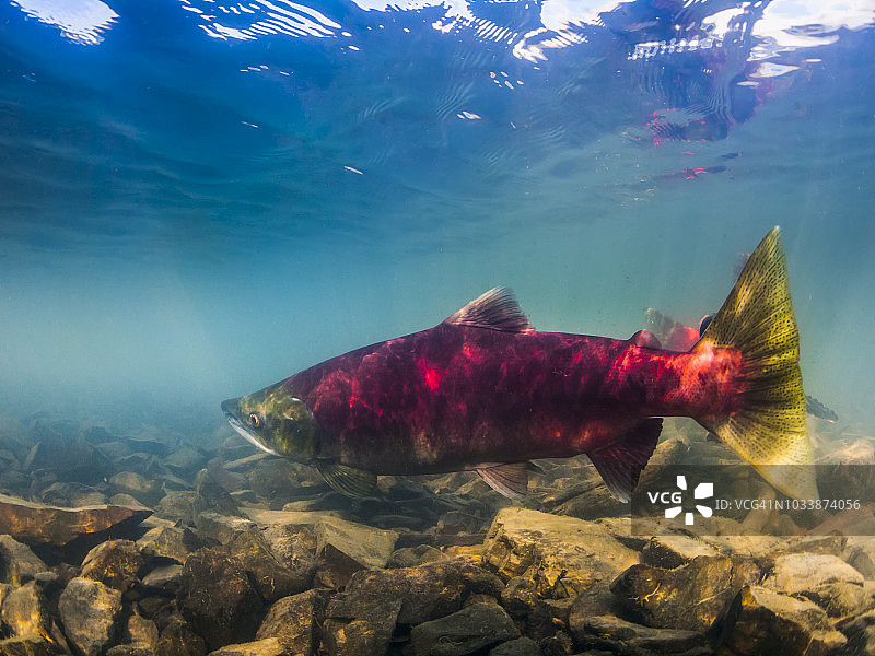 红鲑鱼在阿拉斯加科尔多瓦附近的 Eyak 湖产卵图片素材