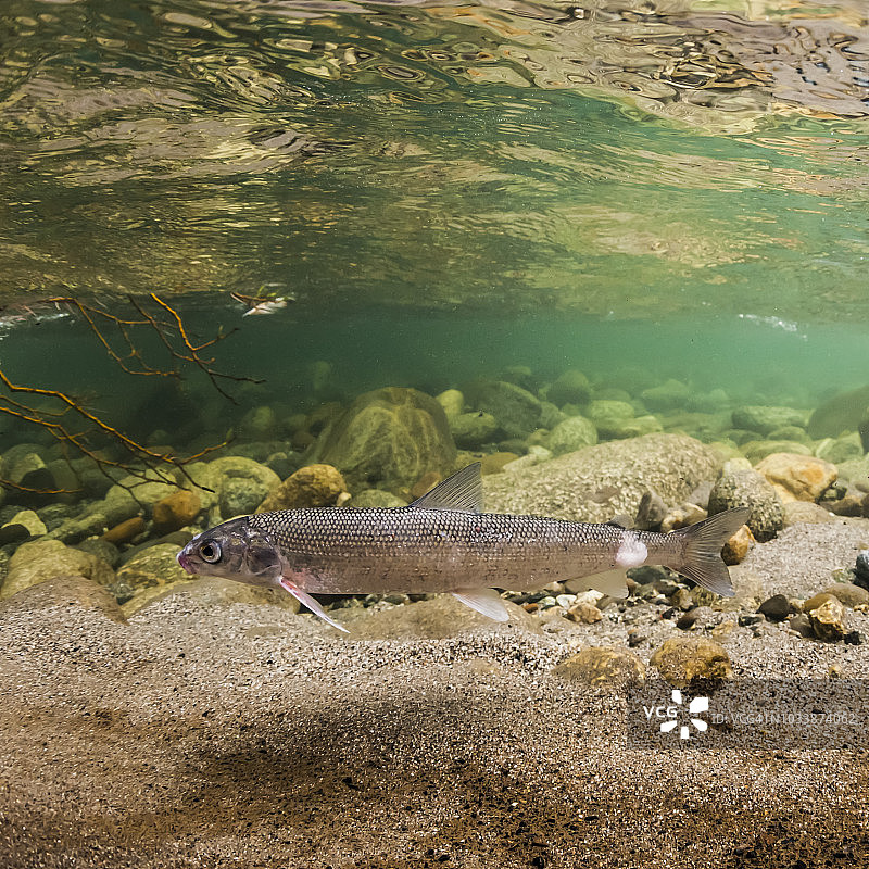 感染水霉菌的圆白鲑图片素材