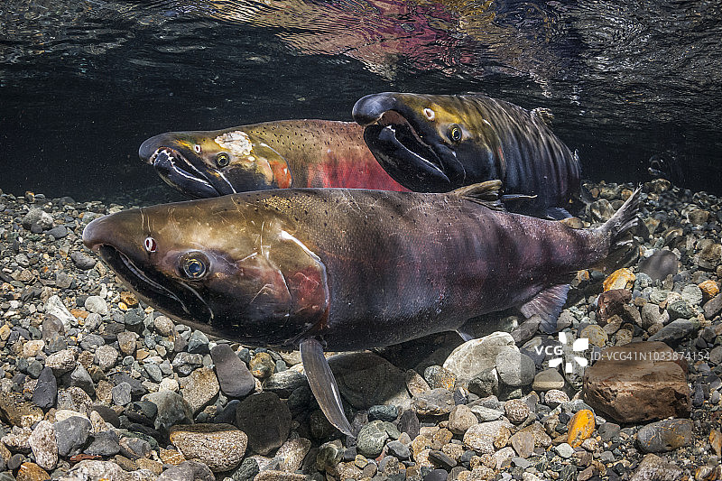 秋季阿拉斯加溪流中的银鲑鱼图片素材
