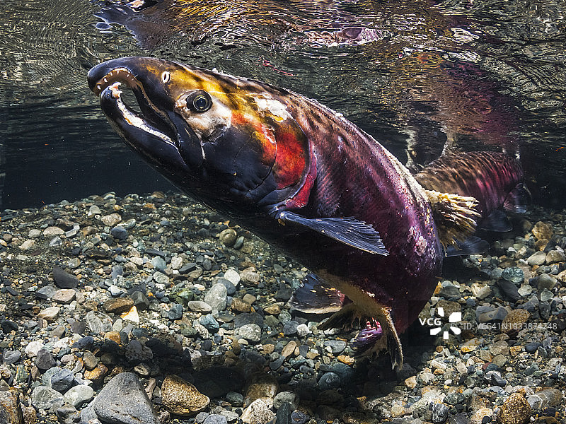 秋季阿拉斯加溪流中的雄性银鲑图片素材