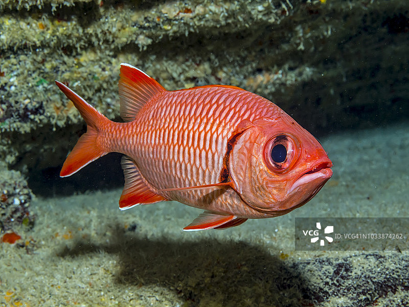 春季夏威夷考艾岛附近的粗鳞松球鱼图片素材