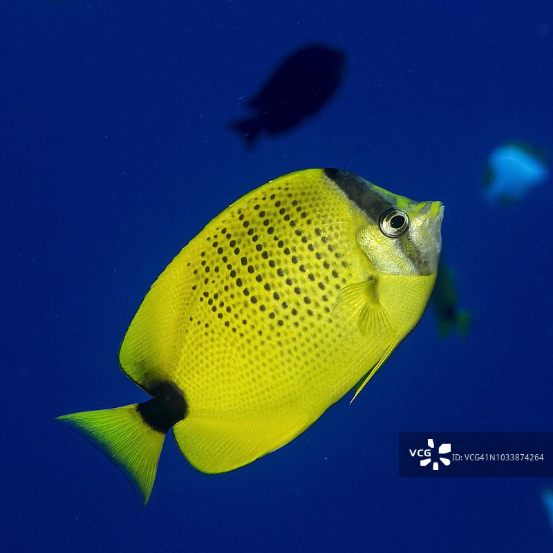 春季夏威夷可爱岛附近尼豪岛上的柠檬蝴蝶鱼图片素材