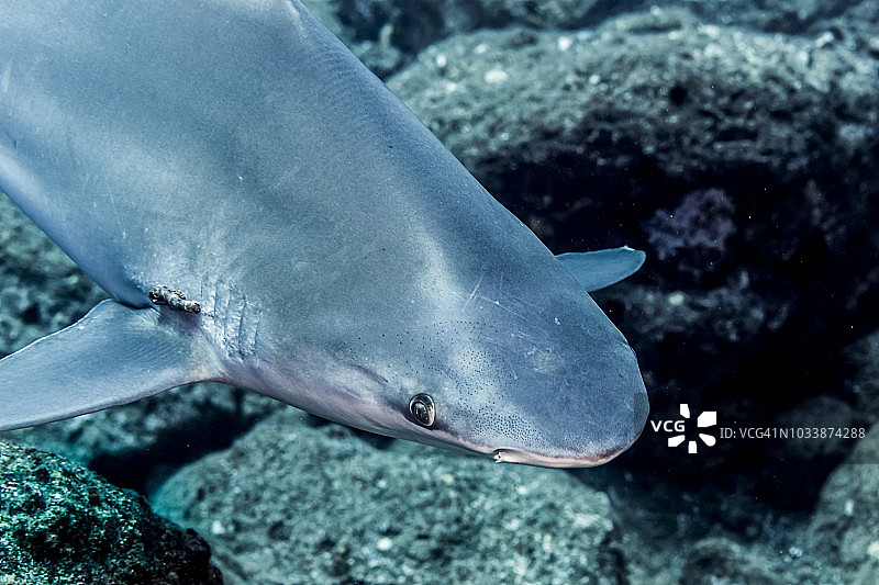 在夏威夷尼豪岛潜水时拍摄到的，鳃裂附近有寄生虫的沙洲鲨图片素材