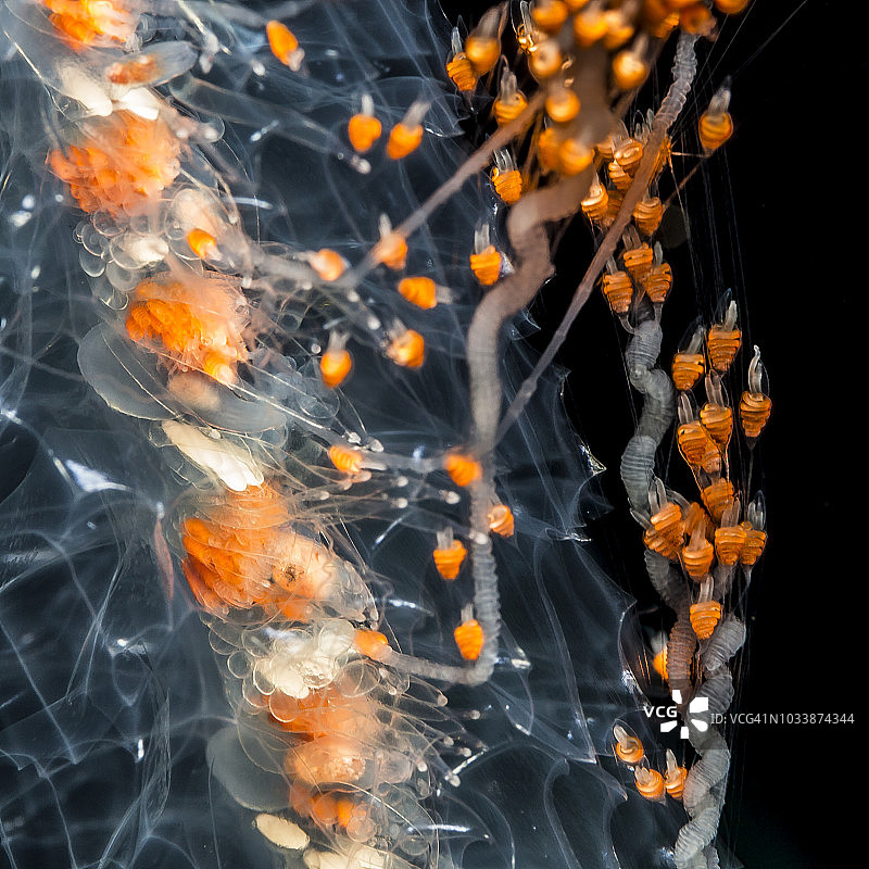 黑水潜水拍摄的阿加玛·奥肯尼水母触手和器官水下特写，夏威夷大岛科纳海岸图片素材