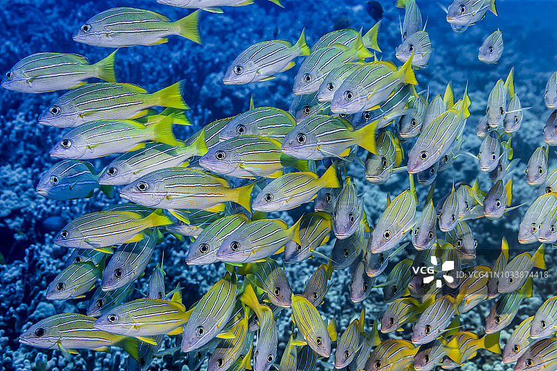 科纳海岸水下拍摄的蓝纹笛鲷群（Lutjanus kasmira）图片素材
