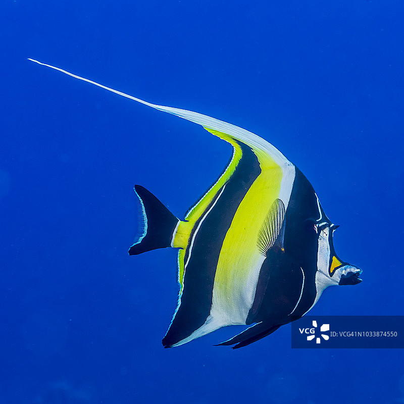 潜水拍摄的丝蝴蝶鱼图片素材