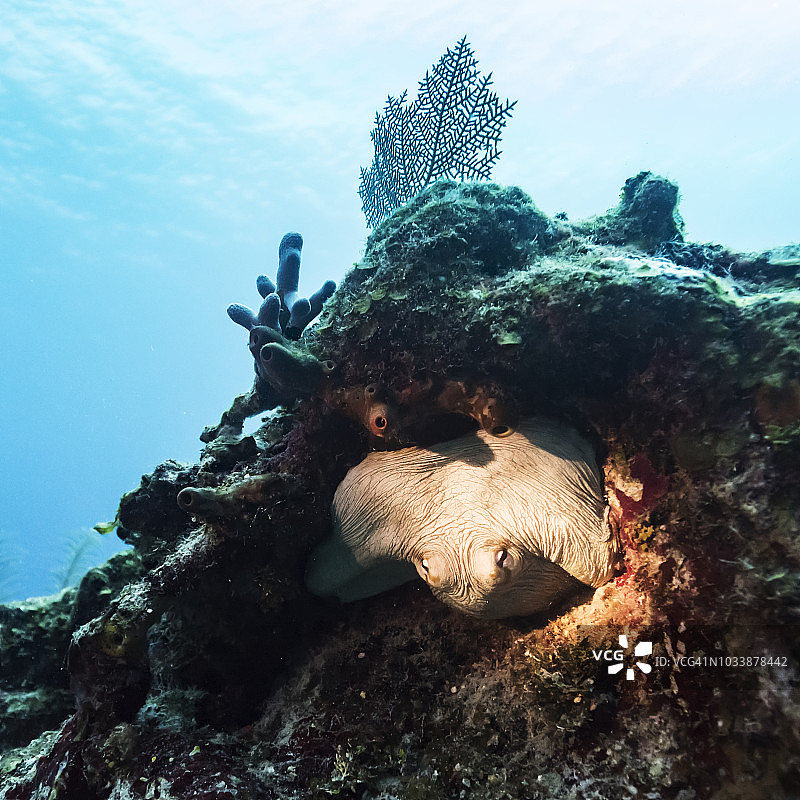 隐藏在伯利兹堡礁珊瑚中的海洋生物图片素材