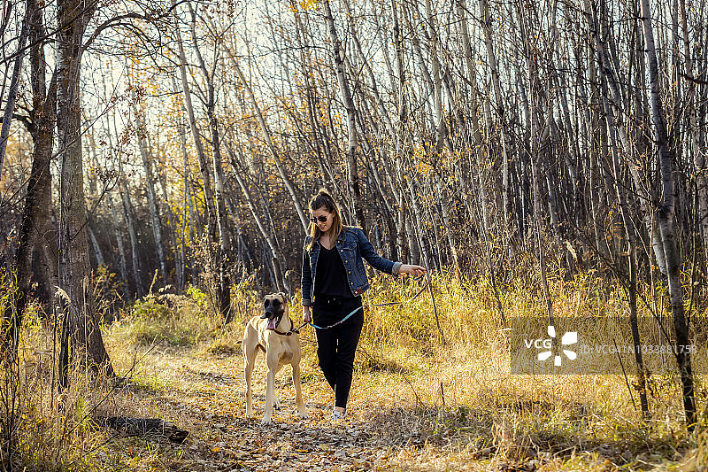 秋日傍晚，美女在城市公园的树林里遛大丹犬图片素材