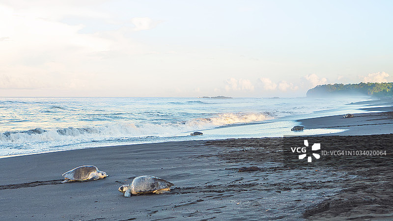 丽龟，哥斯达黎加图片素材