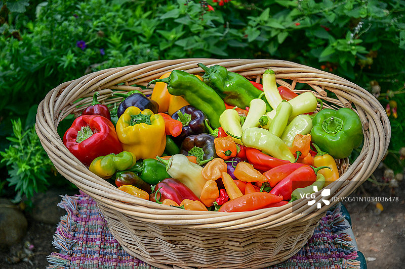 装满从花园新鲜采摘的彩色辣椒的篮子图片素材