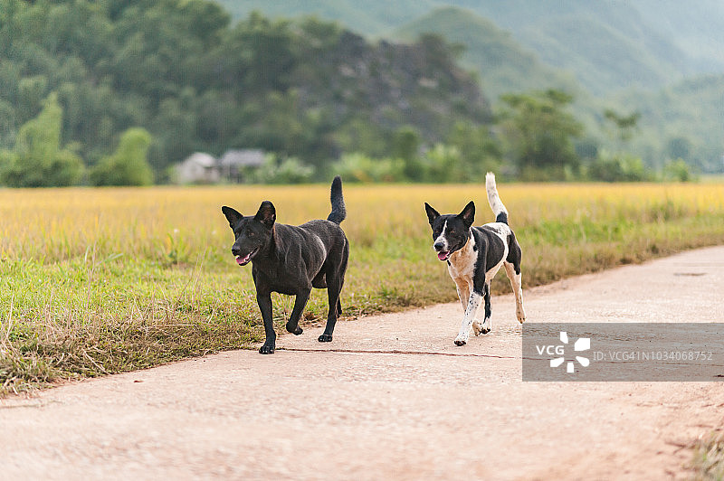 越南麦州山谷乐村附近的稻田里散步的狗图片素材