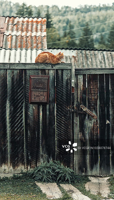 老村庄里站在复古栅栏上的美丽姜黄色猫图片素材