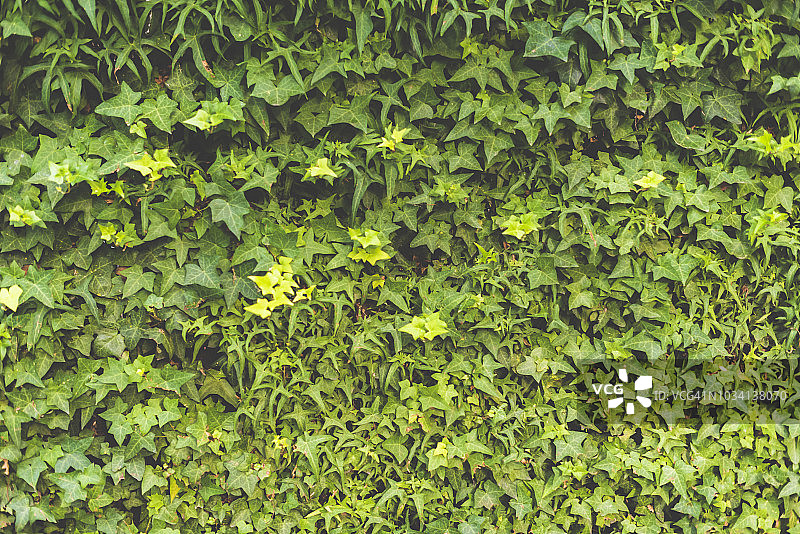 攀缘植物图片素材