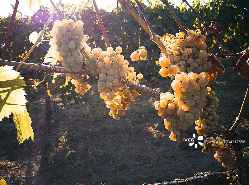 古老葡萄园中的酿酒葡萄图片素材