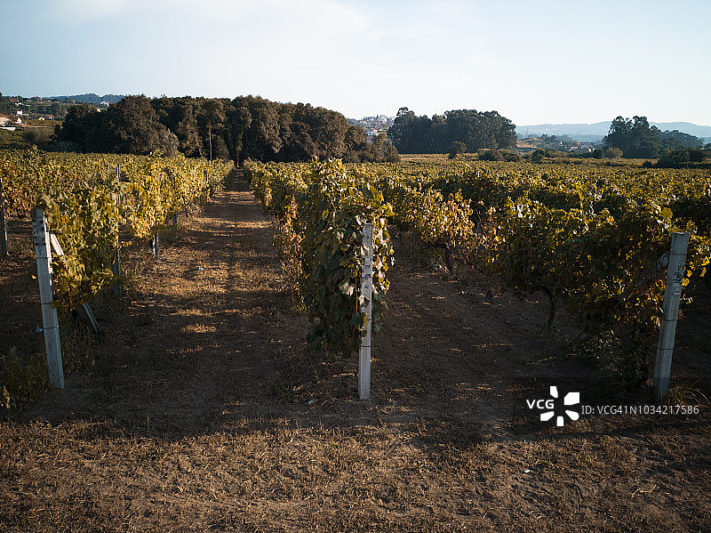 葡萄园和花岗岩柱图片素材