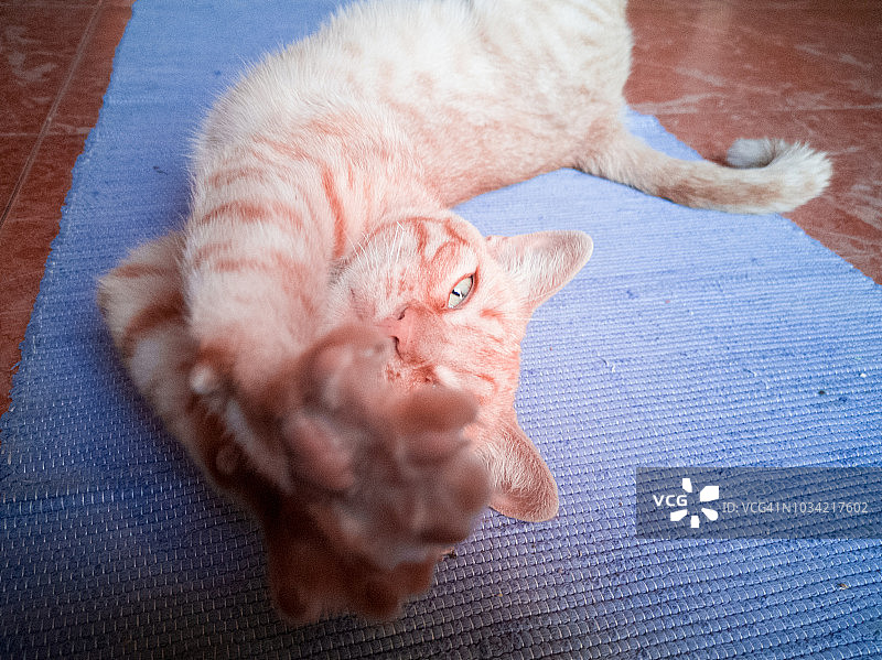 猫咪躺在蓝色地毯上图片素材