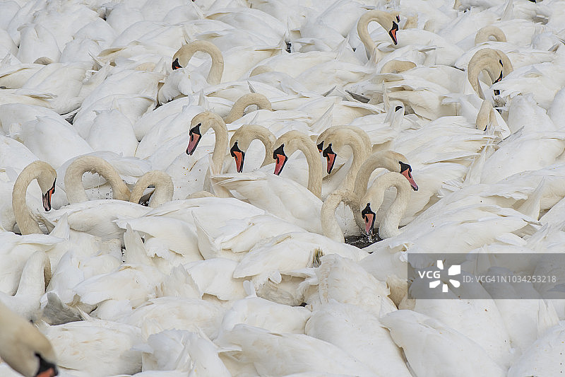 成群结队觅食的白色大天鹅特写图片素材