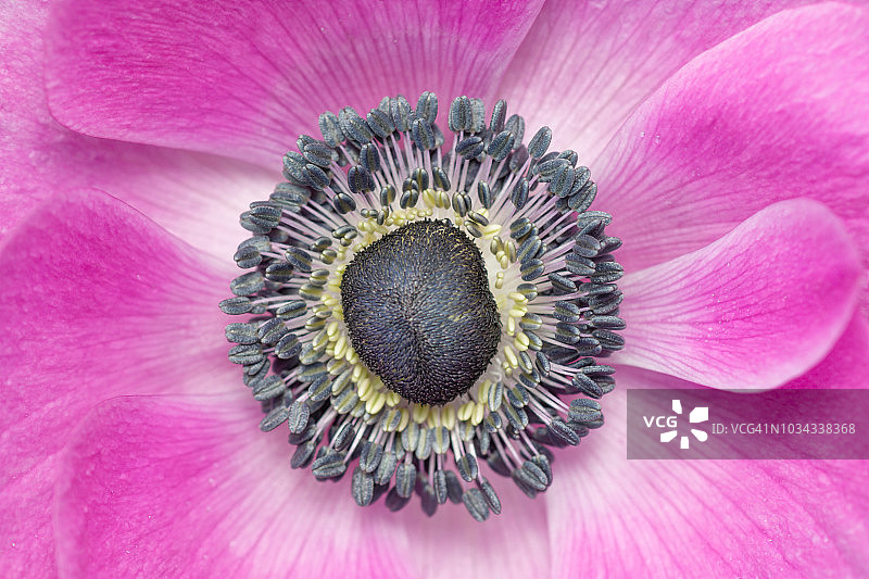 春季罂粟银莲花图片素材