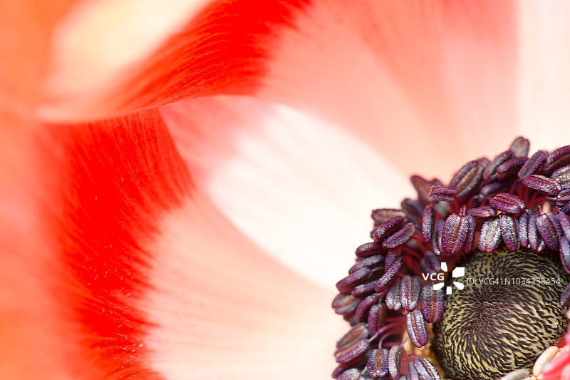 春季罂粟银莲花图片素材