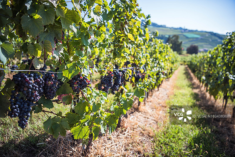 瑞士拉沃地区的黑皮诺葡萄图片素材