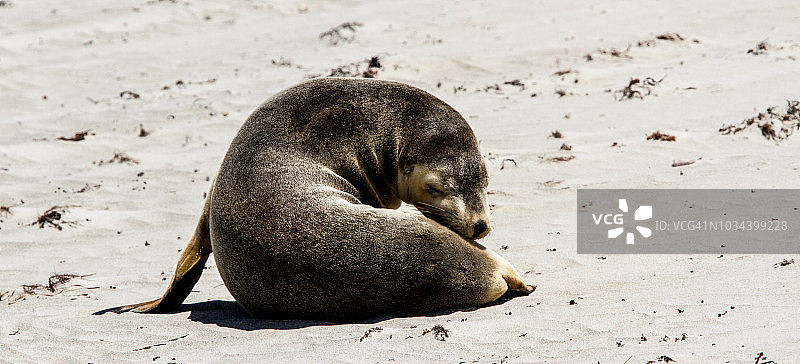 沙滩上的海豹图片素材