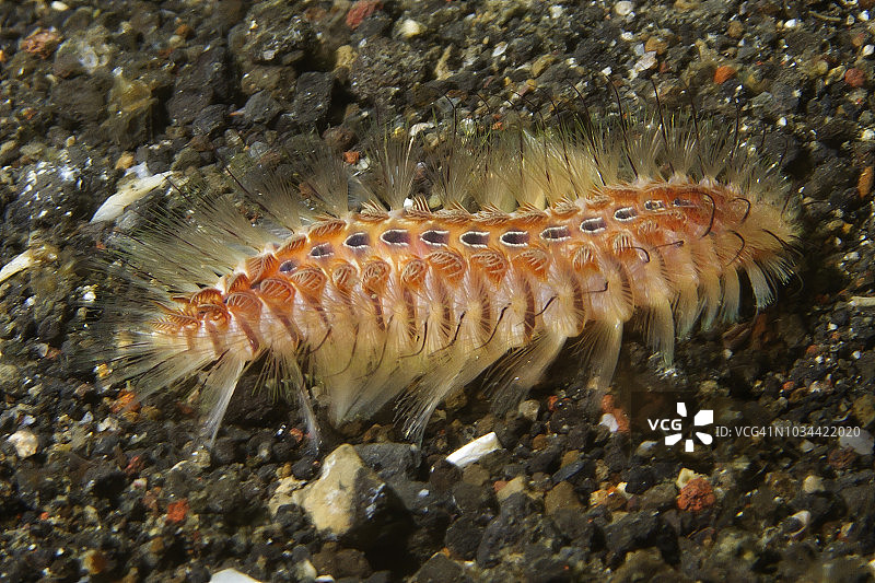 金色须舌虫图片素材