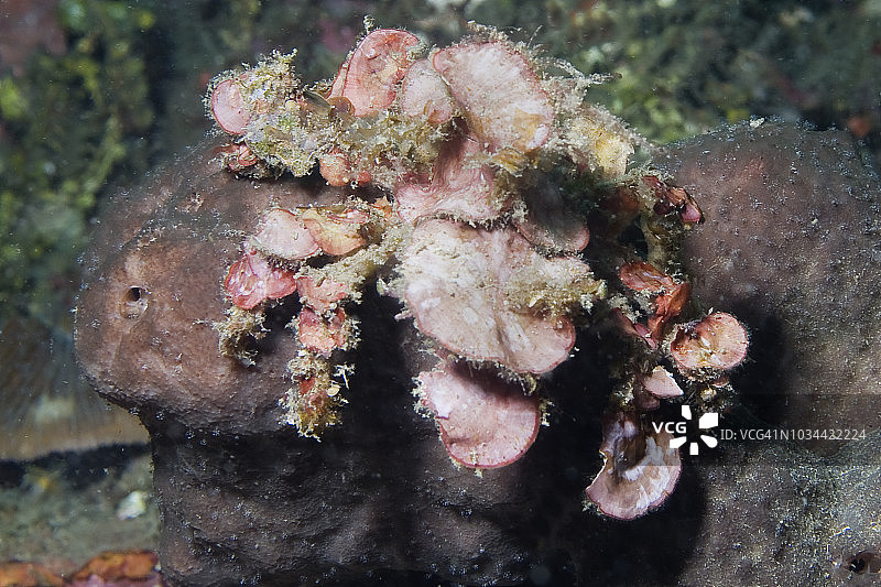 钝额装饰蟹图片素材