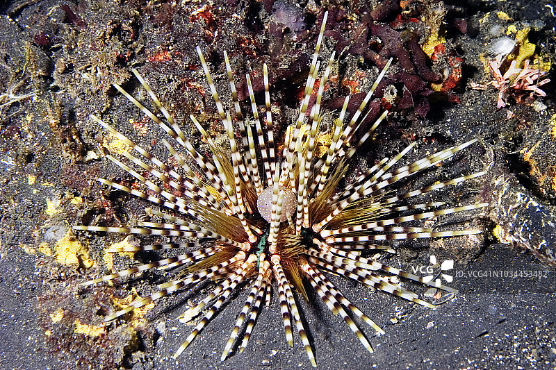 双刺海胆图片素材