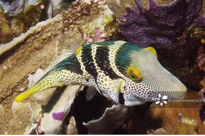 黑鞍Toby鱼图片素材