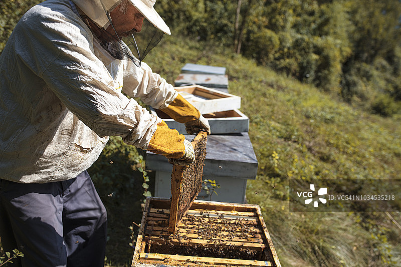 养蜂人正在与蜜蜂一起工作图片素材