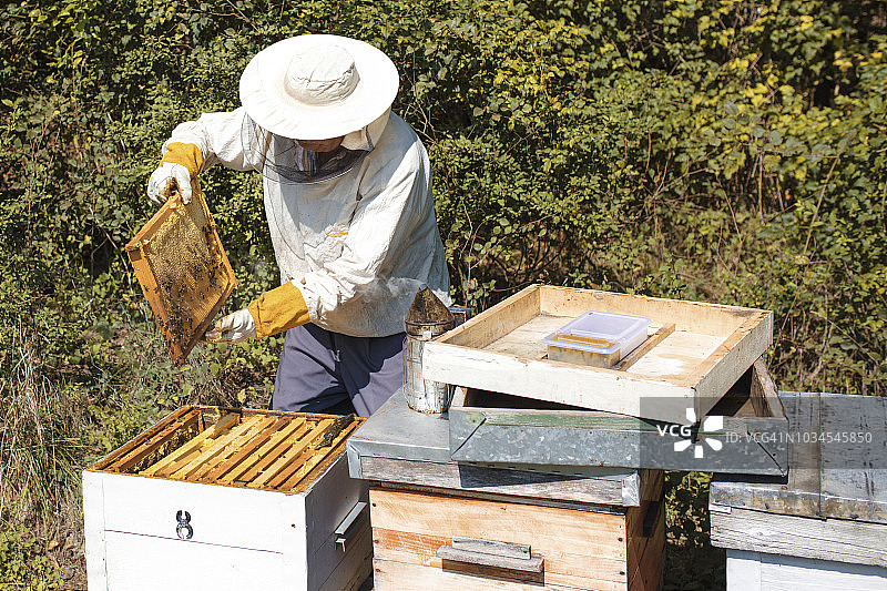 养蜂人正在与蜜蜂一起工作图片素材