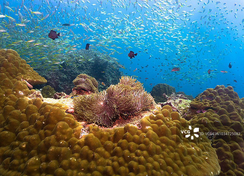 充满活力的珊瑚礁上的鱼群图片素材
