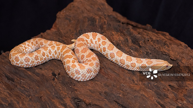 白化西部猪鼻蛇图片素材