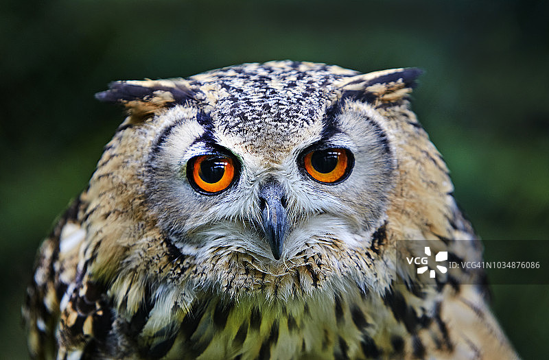 印度雕鸮的肖像图片素材