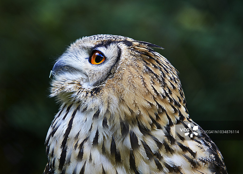 印度雕鸮的肖像图片素材