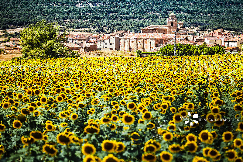 以古老村庄为背景的向日葵田野图片素材
