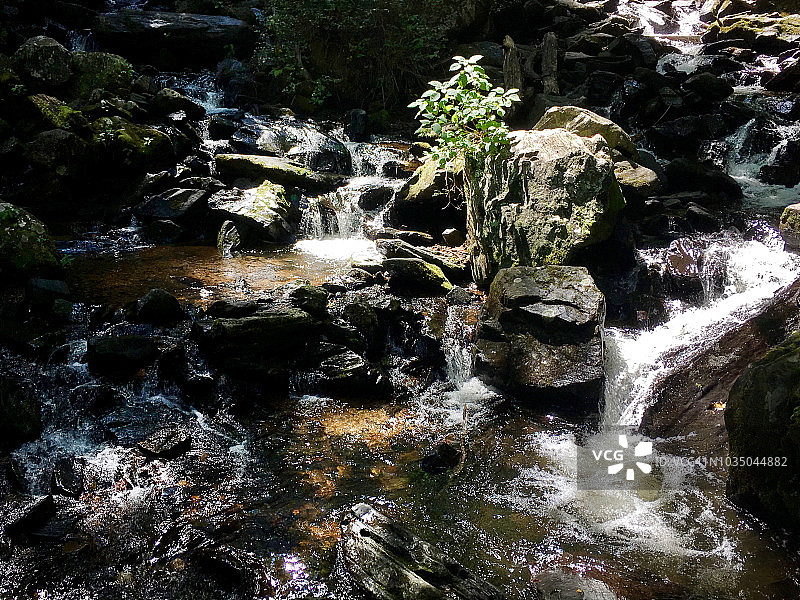 激流中岩石上生长的幼苗特写图片素材