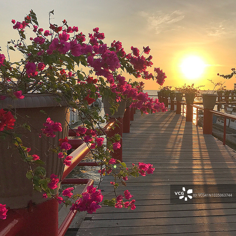 码头日落时分的三角梅图片素材