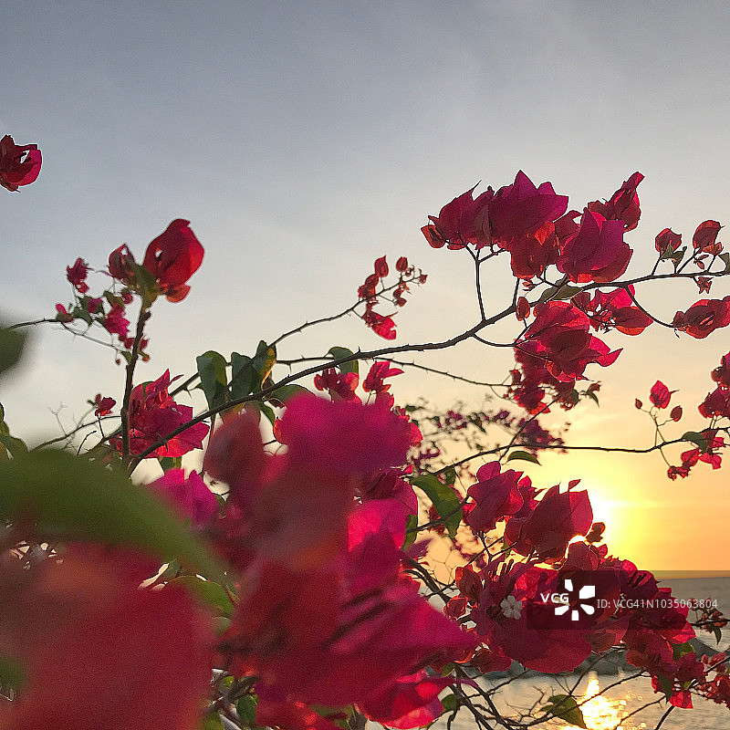 码头日落时分的三角梅图片素材