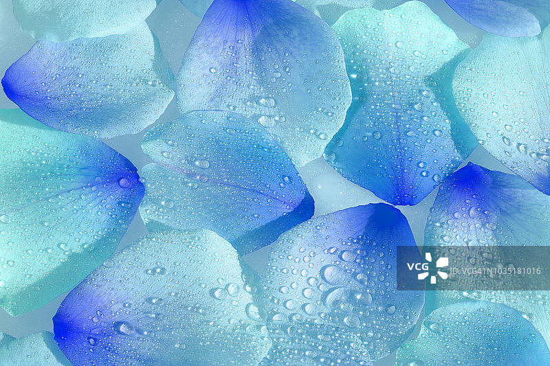 数码处理过的带水滴的玫瑰花瓣图片素材