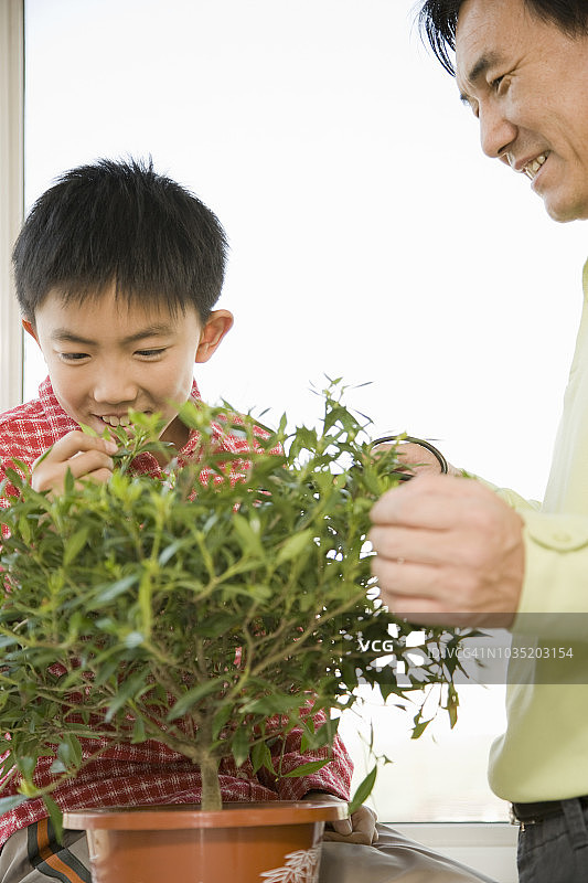 中国父子修剪盆栽图片素材