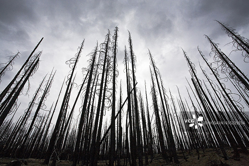 野火烧毁后的森林图片素材