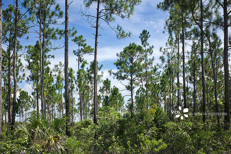 大沼泽地松树林图片素材