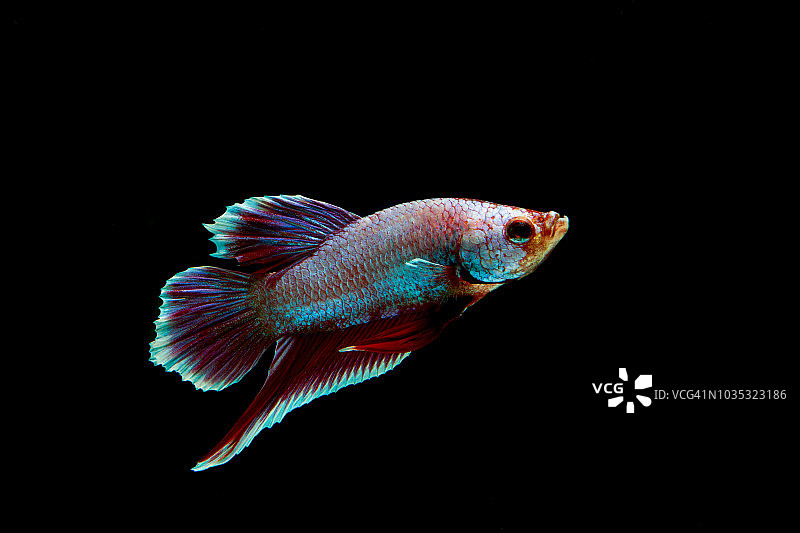 黑色背景上的红色（花龙）斗鱼或暹罗斗鱼图片素材