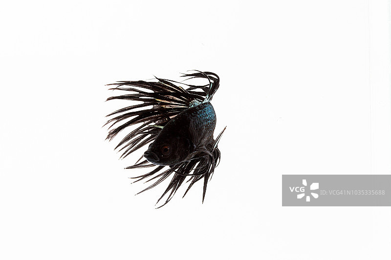 白色背景中孤立的超级黑色皇冠尾斗鱼或搏鱼图片素材