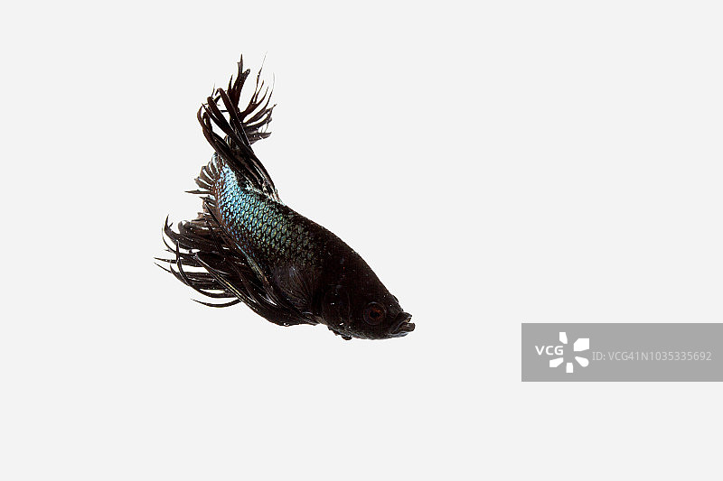 白色背景中孤立的超级黑色皇冠尾斗鱼或搏鱼图片素材