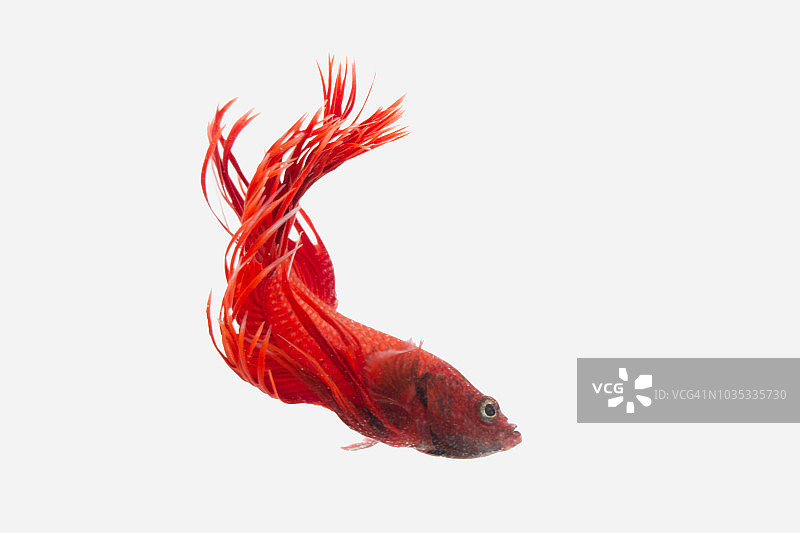 白色背景下的红色皇冠尾斗鱼图片素材